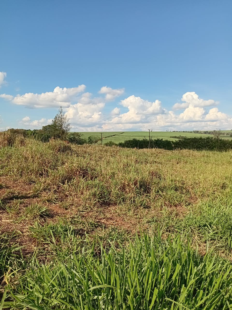 DOIS TERRENOS EM SÃO PEDRO DOS MORRINHOS